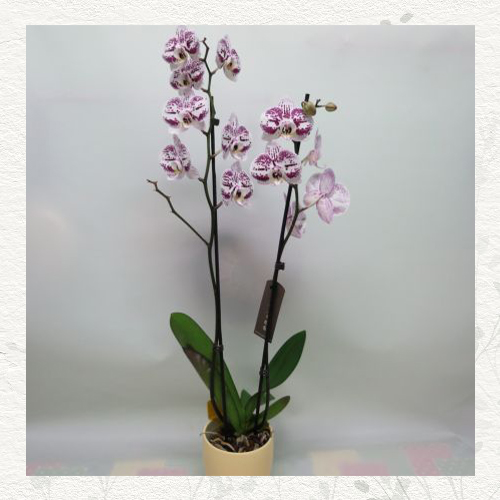 Orhideja u keramičkoj saksiji • Viola Flowers