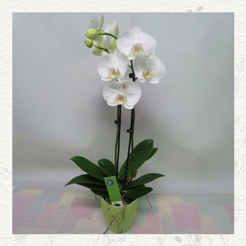 Bela orhideja u keramičkoj saksiji • Viola Flowers
